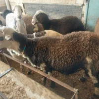 با سلام  چند رس بره نر و قوچ 3شیره|حیوانات مزرعه|سیلاخور, |دیوار