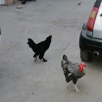 مرغ و خروس گلین آمروک مرندی تعویض ویندوت