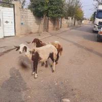 گوسفند ابس جوان بره|حیوانات مزرعه|گنبد کاووس, |دیوار