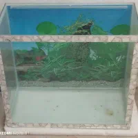 اکواریوم