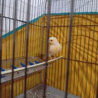 جفت موزاییکی(حمیدیه)|پرنده|حمیدیه, |دیوار