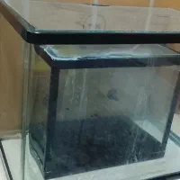 آلواریوم شیشه خم