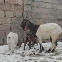 بزن دوقلو و جوان دورگ