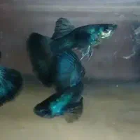 ماهی گوپی کالرزبرا فایتر میگو لجن خارتترا آکواریوم|ماهی|تهران, امام زاده حسن|دیوار