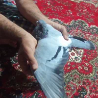 کبوتر مسافتی|پرنده|سبزوار, ابارش|دیوار