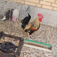 خروس