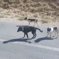 فروش سگ گله|سگ|پیشخور, |دیوار