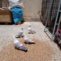 کبوتران شامپیون کشکی موفکا بلژیکی زینتی تزیینی|پرنده|اصفهان, رسالت|دیوار