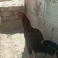 خروس لاری|حیوانات مزرعه|گلبهار, نوبهار|دیوار