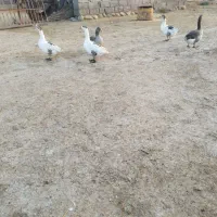 غاز|حیوانات مزرعه|دهلران, |دیوار