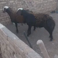 2عدد بره قوچی