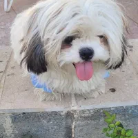 سگ شیتزو|سگ|مشهد, امام خمینی|دیوار