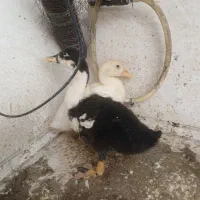 جوجه اردک ۲ ماهه