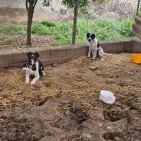 توله سگ قهدرجونی