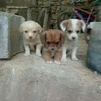 توله سگ (اشپیتز)