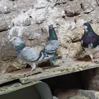 آلمانی