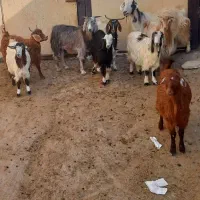 ۱۰عدد‌بزغاله نرو‌ماده|حیوانات مزرعه|خواجه, |دیوار