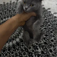 اسکاتیش. دونیم ماهه|گربه|قم, زنبیل آباد|دیوار