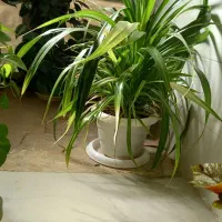 فروش انواع گل|گل و گیاه طبیعی|خانمیرزا, |دیوار