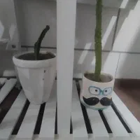 استند وگل وگلدان