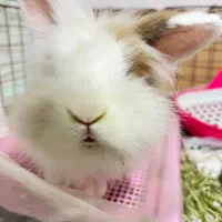 خرگوش لوپ نر|موش و خرگوش|کرمانشاه, |دیوار