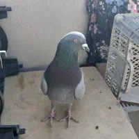 کبوتر اصفهانی|پرنده|شاهین‌شهر, نسیم ۵|دیوار