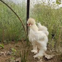 مرغ ابریشمی لهستانی