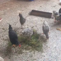 مرغ و خروس گلین