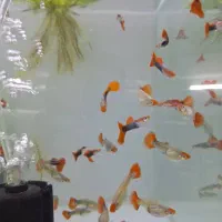 اکواریوم ماهی