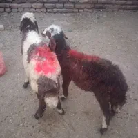۲راس بره عروس نروماده مفت