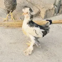 دریافت جایزه رایگان رایگان