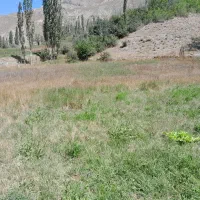 زمین کشاورزی متراژ ۲۰۰۰ وپاینتر|فروش زمین و ملک کلنگی|بلده, |دیوار