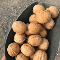 گردو حاصل تازه وارداتی