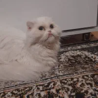 اسکاتیش ماده|گربه|خوی, |دیوار