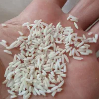 برنج لاشه|خوردنی و آشامیدنی|آستانه اشرفیه, |دیوار