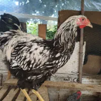 ویاندوت سیلور|حیوانات مزرعه|قائمشهر, |دیوار