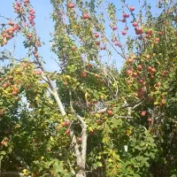 آلوچه عبدالعظیم سر درود