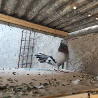 نر سبز صدادار نسل قدیم عطیقه