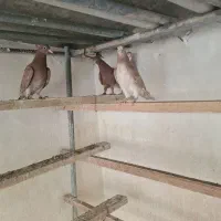 جوجه انگلیسی و داهاتی