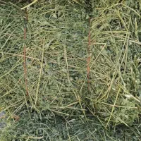 فروش یونجه درجه یک یک اراک ۵۰ تن موجود