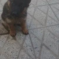 سگ ژرمن شپرد