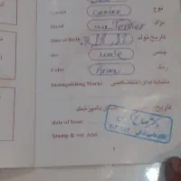 سگ تربیت شده شناسنامه دار|سگ|پاکدشت, پاکدشت (مامازند)|دیوار