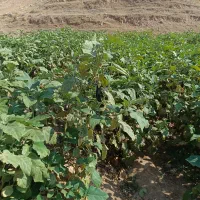 بادمجان فلفل آب قنات ارگانیک