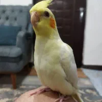 مرغ عروس هلندی