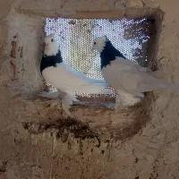 طوقی|پرنده|کشکسرای, |دیوار