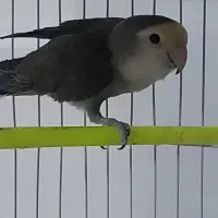طوطی کوتوله جوجه گرینچیک