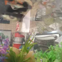 ماهی گوپی با اکواریوم|ماهی|فسا, |دیوار