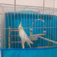 عروس هلندی لوتیونو