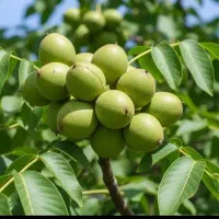 نهال زیتون پسته بادام گردوگیلاس هلوآرش
