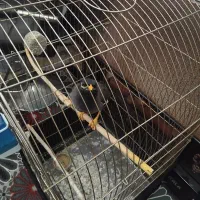 مرغ مینا فروشی ۵ تومان